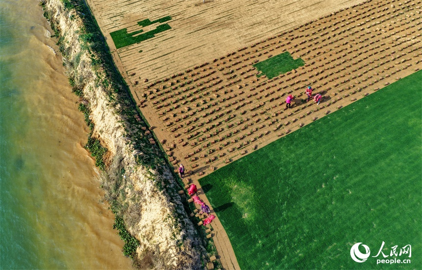 Nghề trồng cỏ mang lại lợi ích kép cho Giang Tây