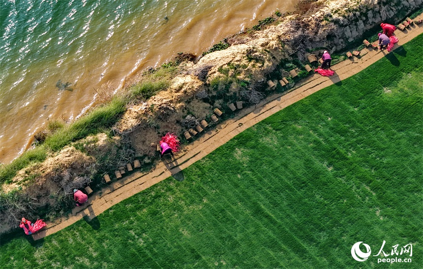 Nghề trồng cỏ mang lại lợi ích kép cho Giang Tây