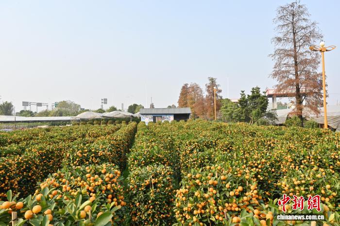 Hương vị Tết ngập tràn tại làng quất Thuận Đức