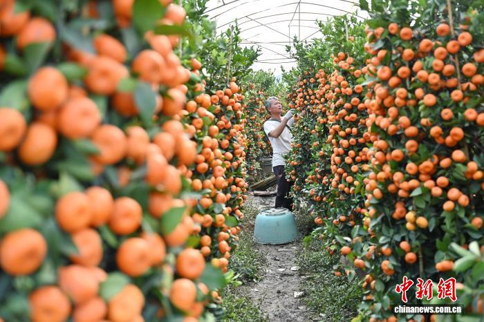 Hương vị Tết ngập tràn tại làng quất Thuận Đức