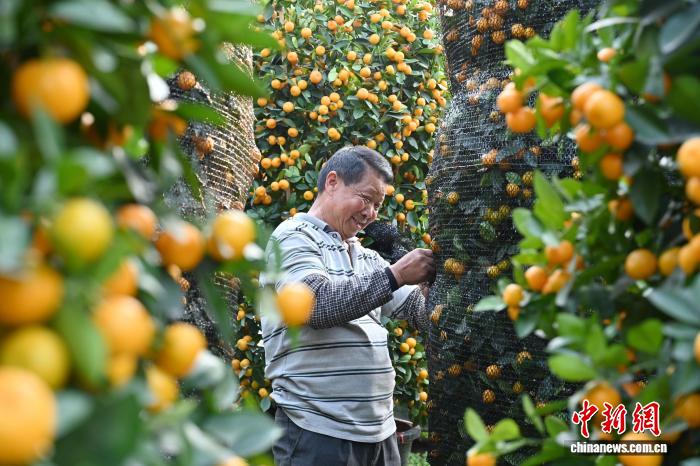Hương vị Tết ngập tràn tại làng quất Thuận Đức