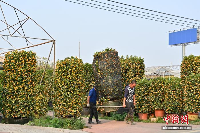 Hương vị Tết ngập tràn tại làng quất Thuận Đức