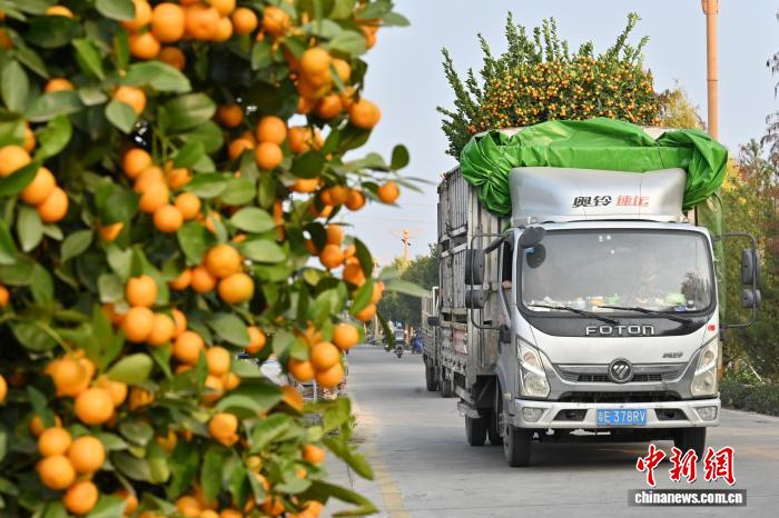 Hương vị Tết ngập tràn tại làng quất Thuận Đức