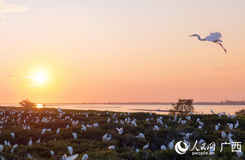 Lượng lớn chim di trú bay về rừng ngập mặn tại Quảng Tây