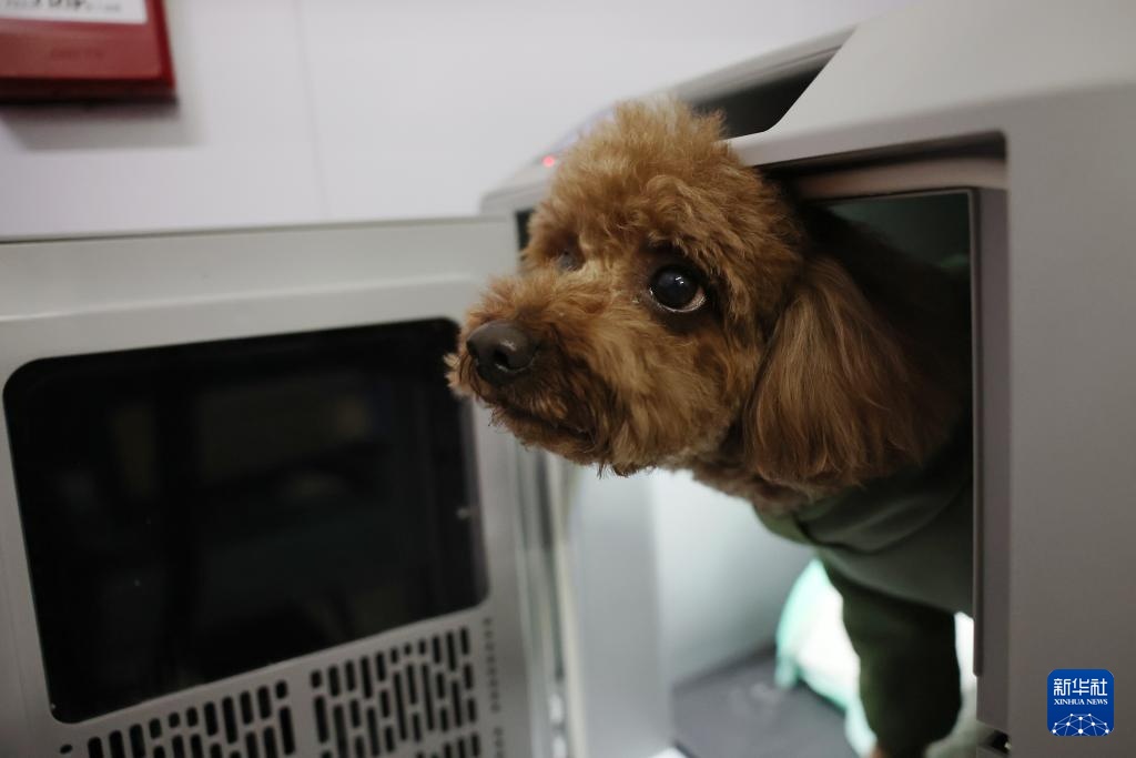 Trung Quốc: Thú cưng cũng được đi tàu cao tốc