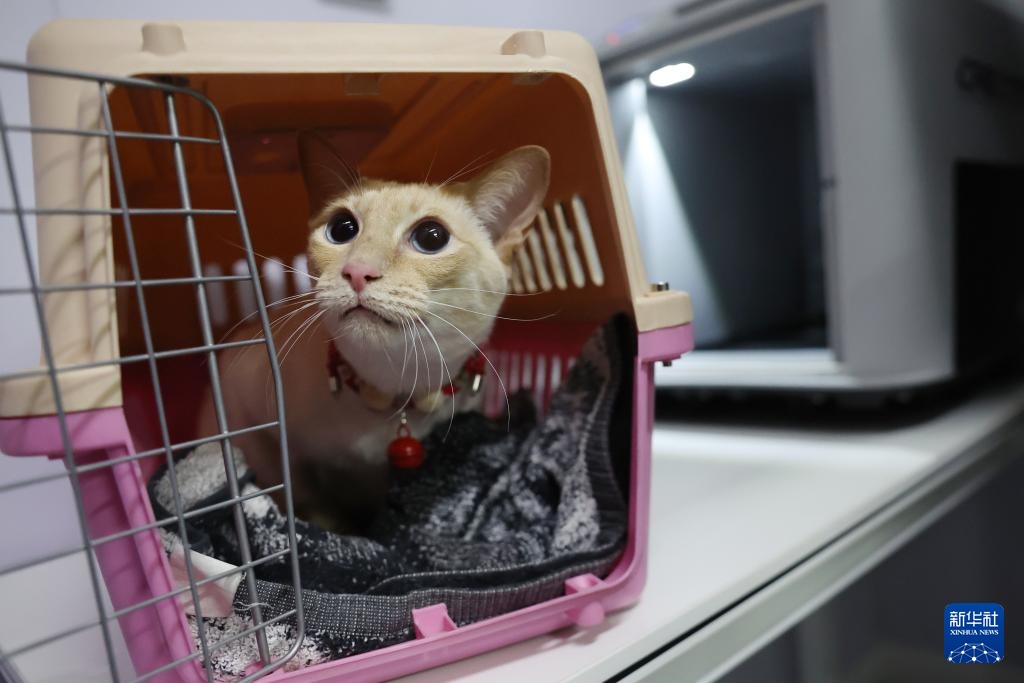 Trung Quốc: Thú cưng cũng được đi tàu cao tốc