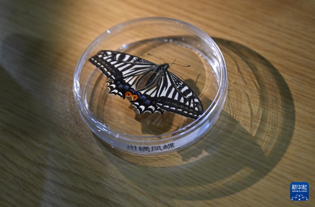 “Bướm vũ trụ” lột kén thành công trong thiết bị hỗ trợ sự sống ngoài không gian của Trung Quốc