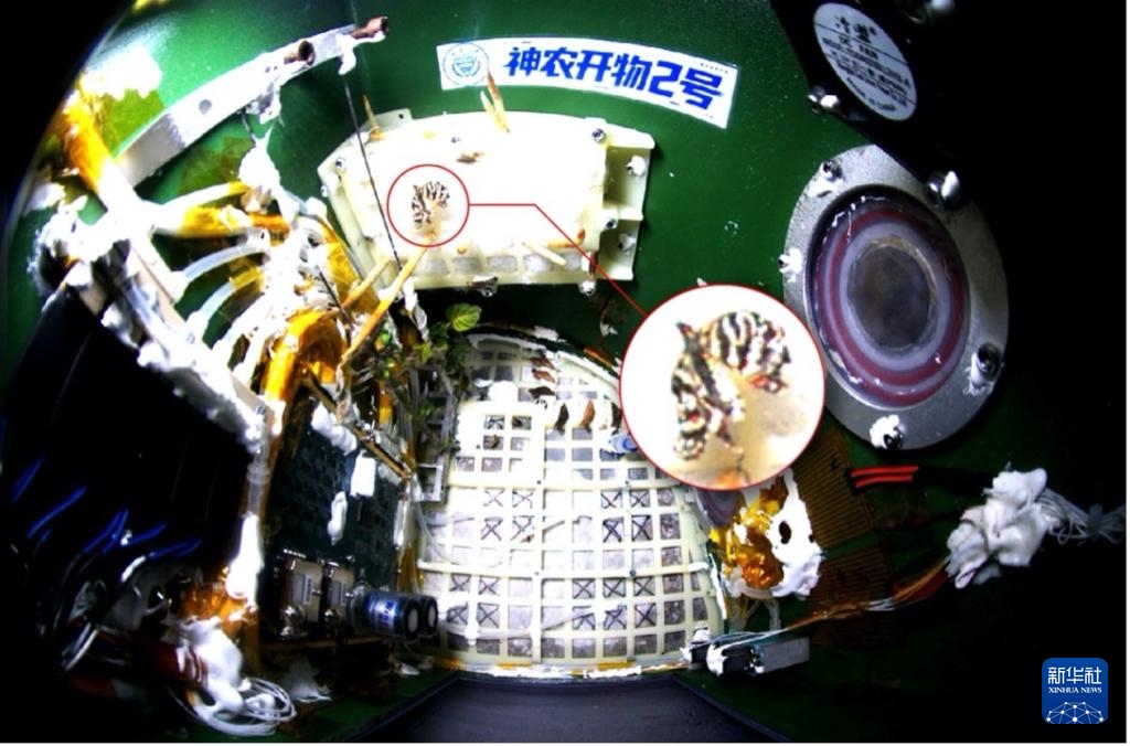 “Bướm vũ trụ” lột kén thành công trong thiết bị hỗ trợ sự sống ngoài không gian của Trung Quốc