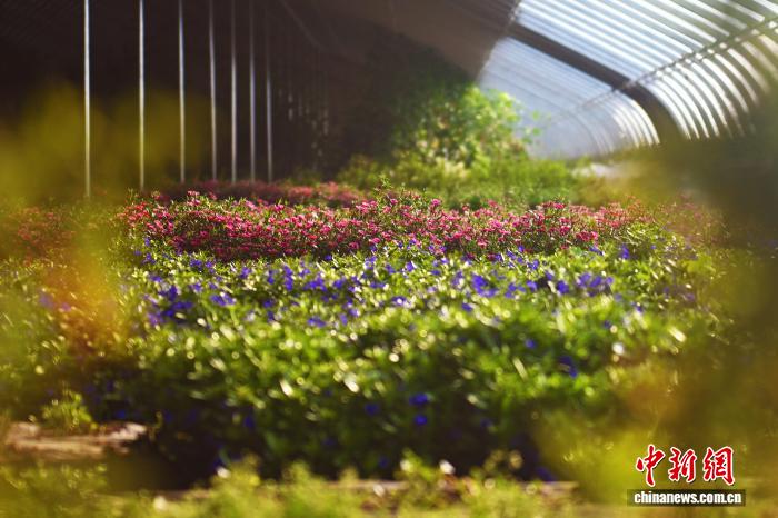 Hoa ăn được trên Cao nguyên Hoàng Thổ trở thành nguyên liệu cao cấp