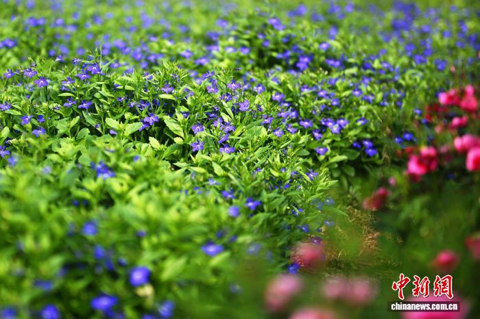 Hoa ăn được trên Cao nguyên Hoàng Thổ trở thành nguyên liệu cao cấp