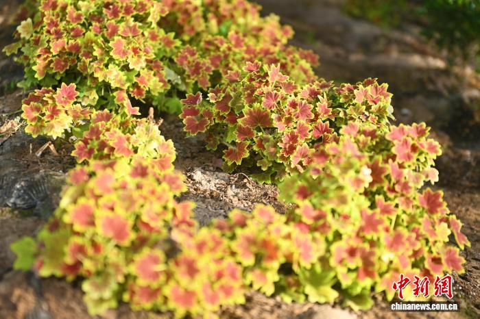 Hoa ăn được trên Cao nguyên Hoàng Thổ trở thành nguyên liệu cao cấp