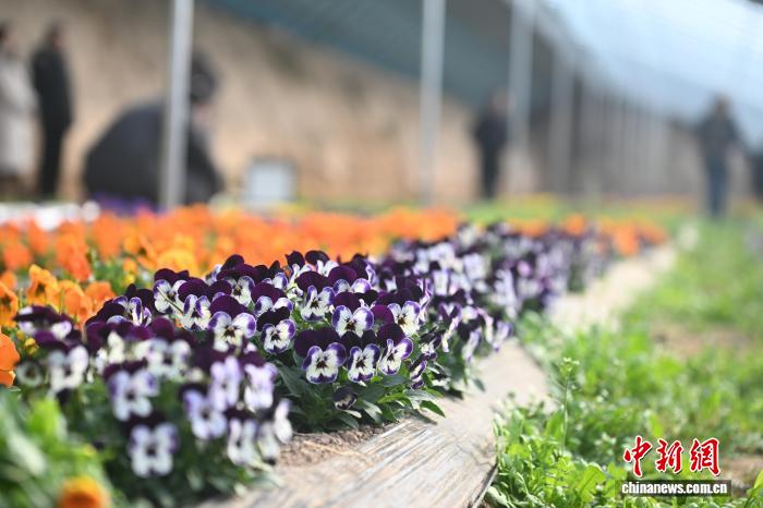 Hoa ăn được trên Cao nguyên Hoàng Thổ trở thành nguyên liệu cao cấp