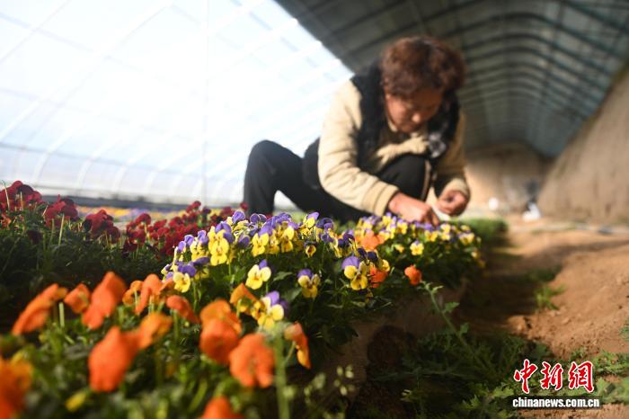 Hoa ăn được trên Cao nguyên Hoàng Thổ trở thành nguyên liệu cao cấp