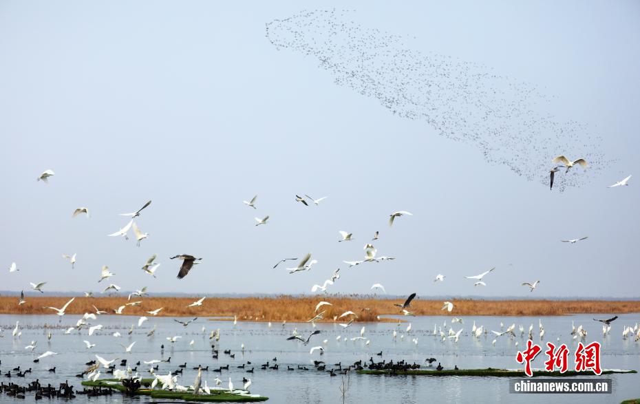Hơn 60.000 chim di cư trú đông tại hồ Hành Thủy