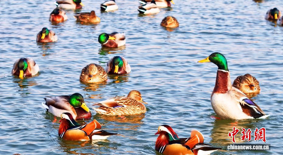 Hơn 60.000 chim di cư trú đông tại hồ Hành Thủy