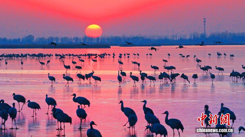 Hơn 60.000 chim di cư trú đông tại hồ Hành Thủy