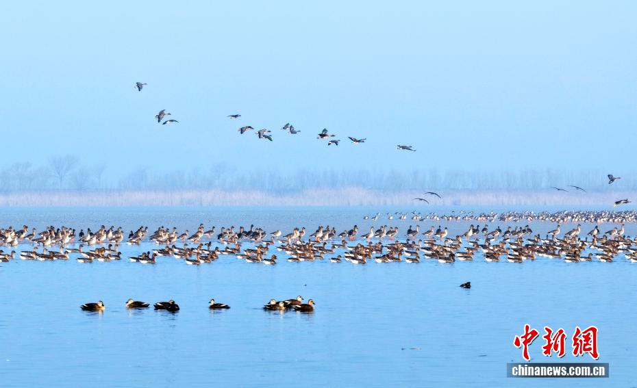 Hơn 60.000 chim di cư trú đông tại hồ Hành Thủy