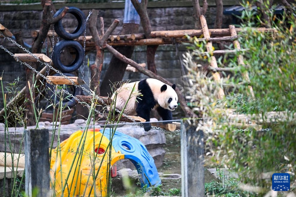 Gấu trúc tại Sở thú Trùng Khánh ra ngoài phơi nắng
