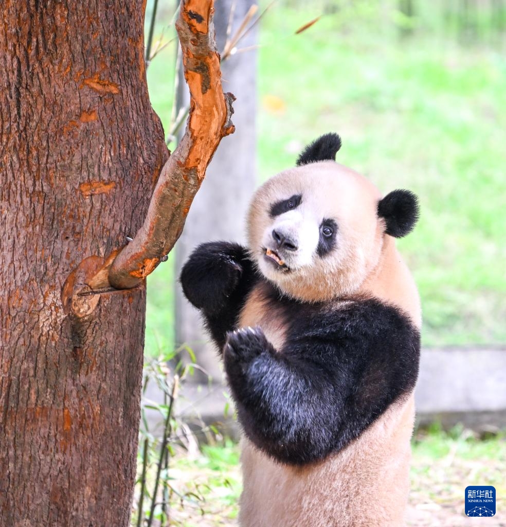 Gấu trúc tại Sở thú Trùng Khánh ra ngoài phơi nắng