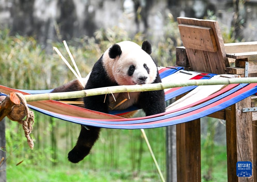 Gấu trúc tại Sở thú Trùng Khánh ra ngoài phơi nắng