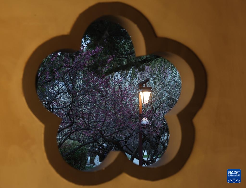 Ngắm “biển hoa mai” về đêm tại Hàng Châu