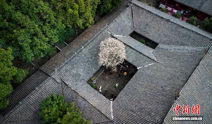 Hoa ngọc lan nở rộ tại chùa cổ Tứ Xuyên