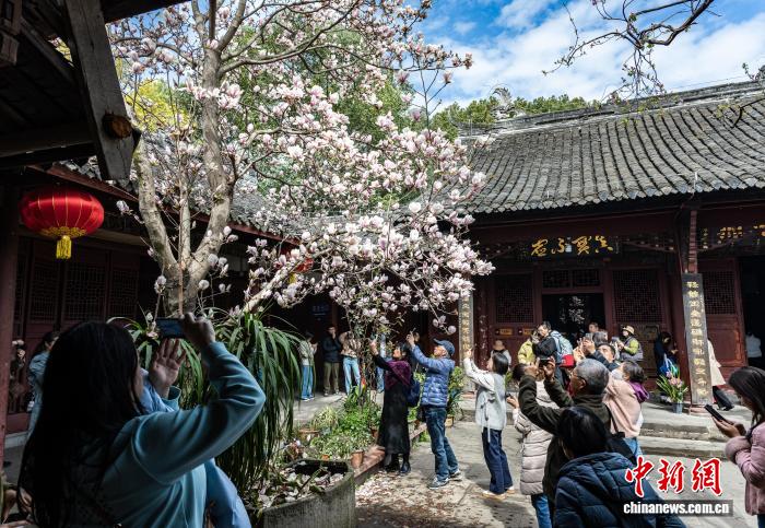 Hoa ngọc lan nở rộ tại chùa cổ Tứ Xuyên