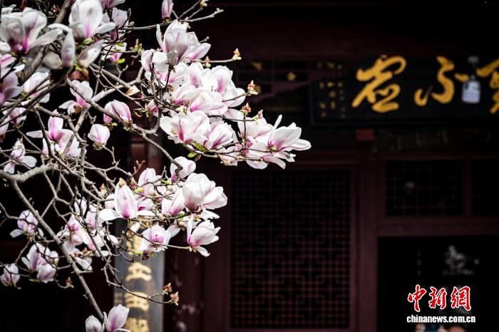 Hoa ngọc lan nở rộ tại chùa cổ Tứ Xuyên