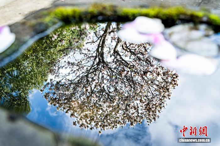 Hoa ngọc lan nở rộ tại chùa cổ Tứ Xuyên