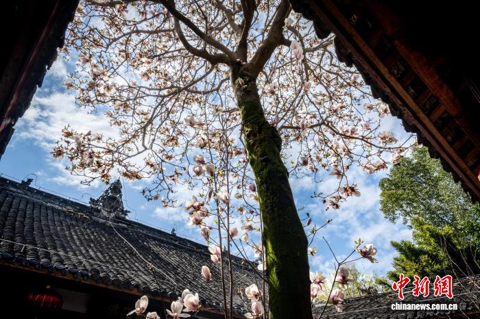 Hoa ngọc lan nở rộ tại chùa cổ Tứ Xuyên