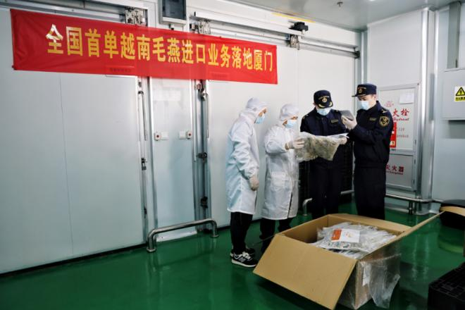 Nhân viên Hải quan kiểm tra tổ yến thô. Ảnh: Ngụy Hồng Trinh