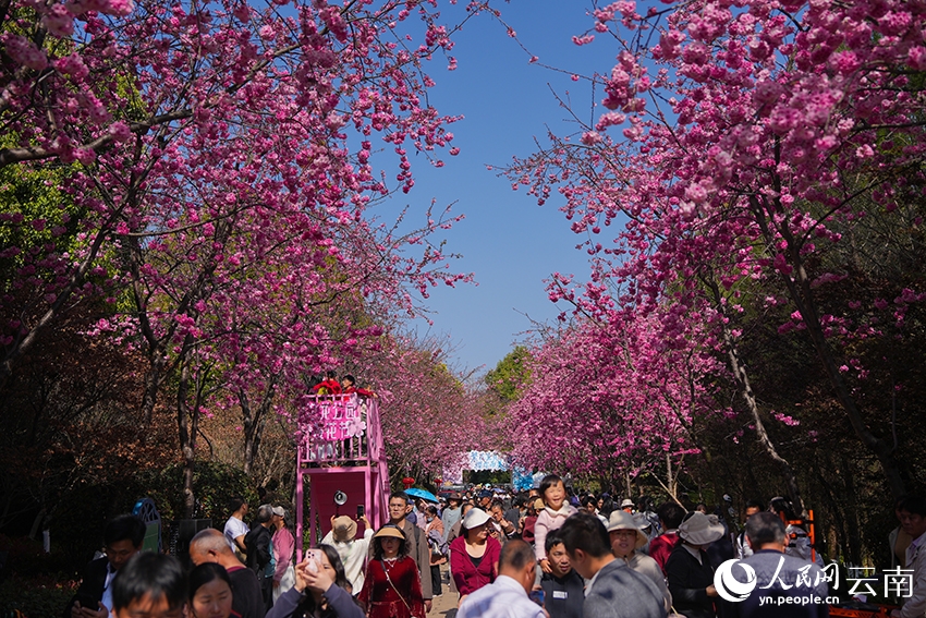 Hoa anh đào nở rộ nhuộm hồng công viên tại Côn Minh