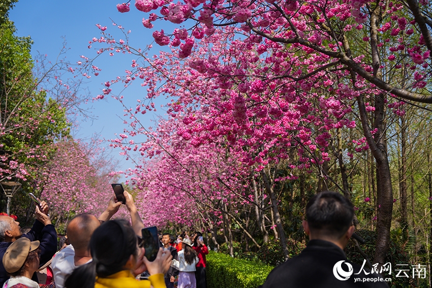 Hoa anh đào nở rộ nhuộm hồng công viên tại Côn Minh