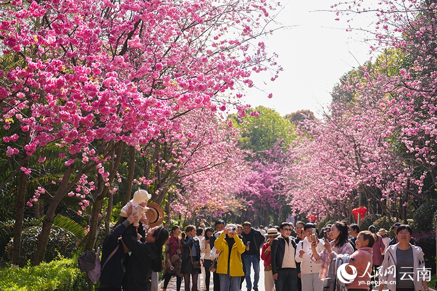 Hoa anh đào nở rộ nhuộm hồng công viên tại Côn Minh