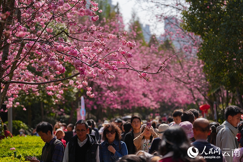Hoa anh đào nở rộ nhuộm hồng công viên tại Côn Minh
