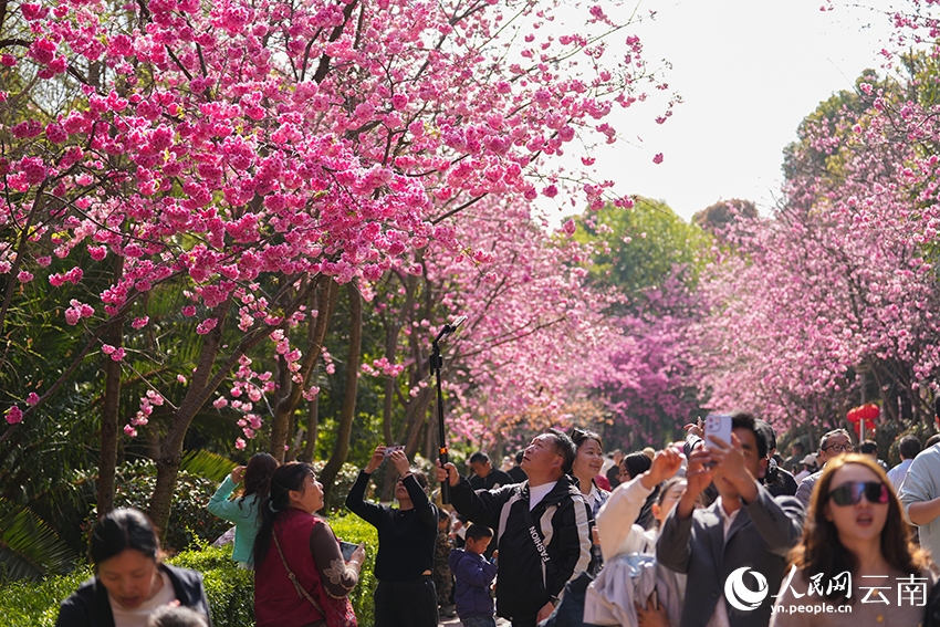 Hoa anh đào nở rộ nhuộm hồng công viên tại Côn Minh
