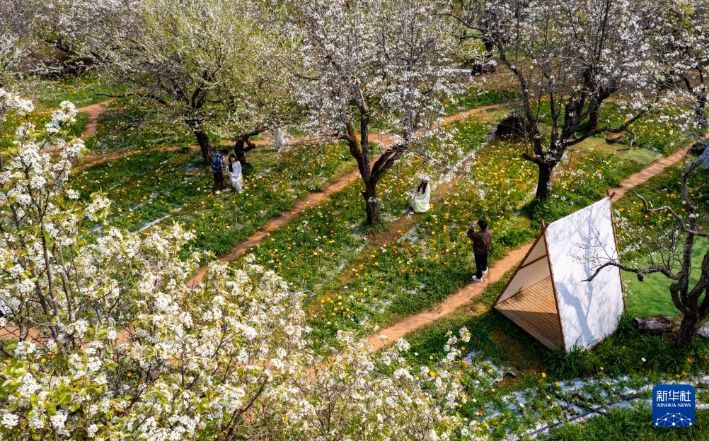 Du khách thưởng hoa tại Thành phố mùa xuân