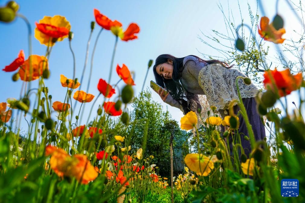 Du khách thưởng hoa tại Thành phố mùa xuân