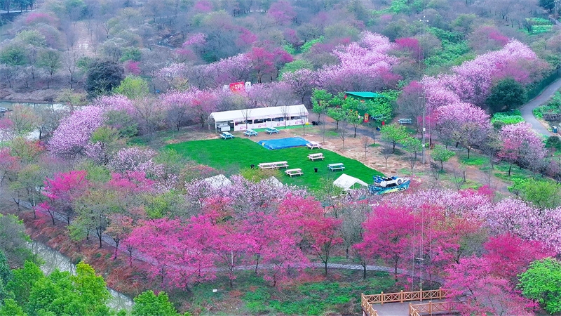 Hoa anh đào nở rộ tại thôn Thất Tinh thu hút du khách