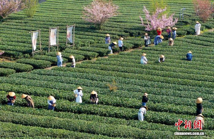 Trà xuân Thành Đô bước vào mùa thu hoạch