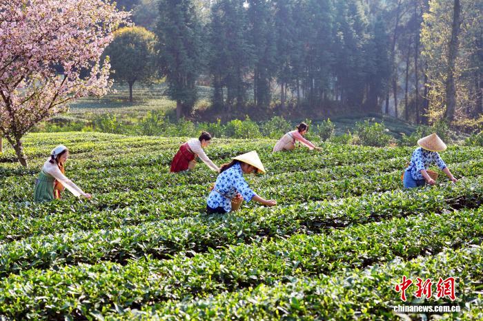 Trà xuân Thành Đô bước vào mùa thu hoạch