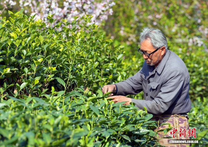Trà xuân Thành Đô bước vào mùa thu hoạch