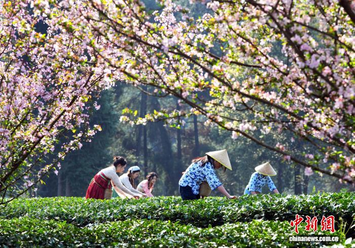 Trà xuân Thành Đô bước vào mùa thu hoạch