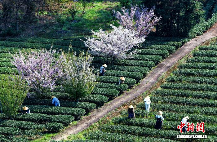 Trà xuân Thành Đô bước vào mùa thu hoạch