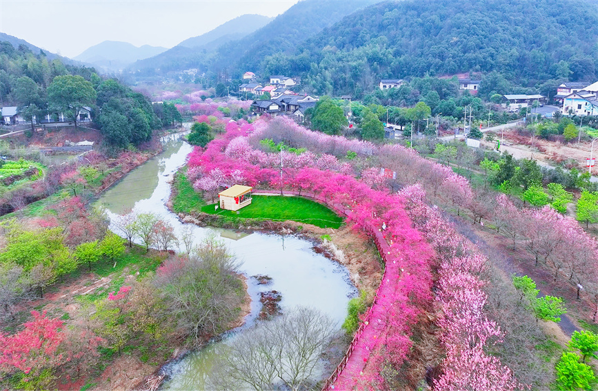Hoa anh đào nở rộ tại thôn Thất Tinh thu hút du khách