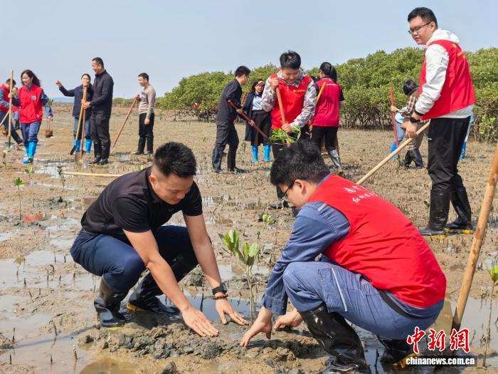Thanh niên tình nguyện viên Trung Quốc và Việt Nam cùng tham gia hoạt động bảo vệ rừng cây, làm sạch bãi biển và trồng cây xanh. Ảnh: Trần Khâm Vinh