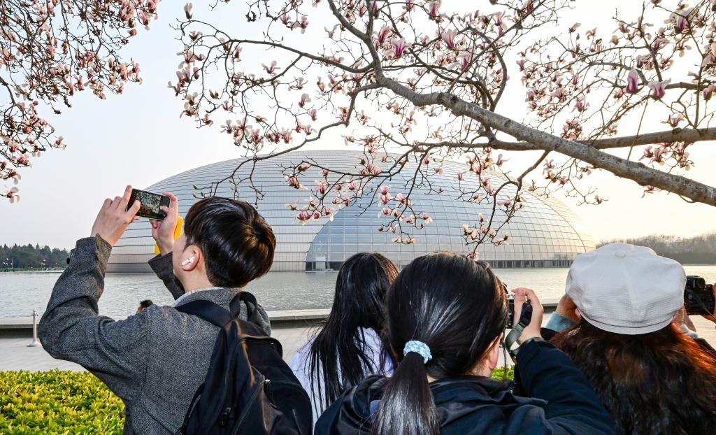 Hoa mộc lan nở rộ báo hiệu mùa xuân ở Bắc Kinh