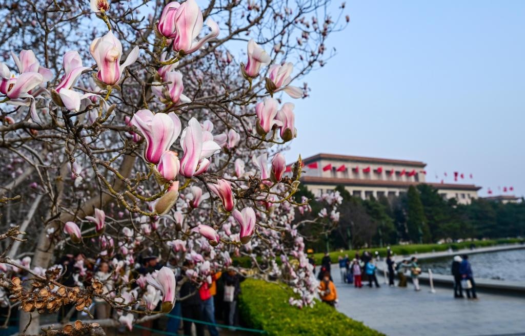 Hoa mộc lan nở rộ báo hiệu mùa xuân ở Bắc Kinh