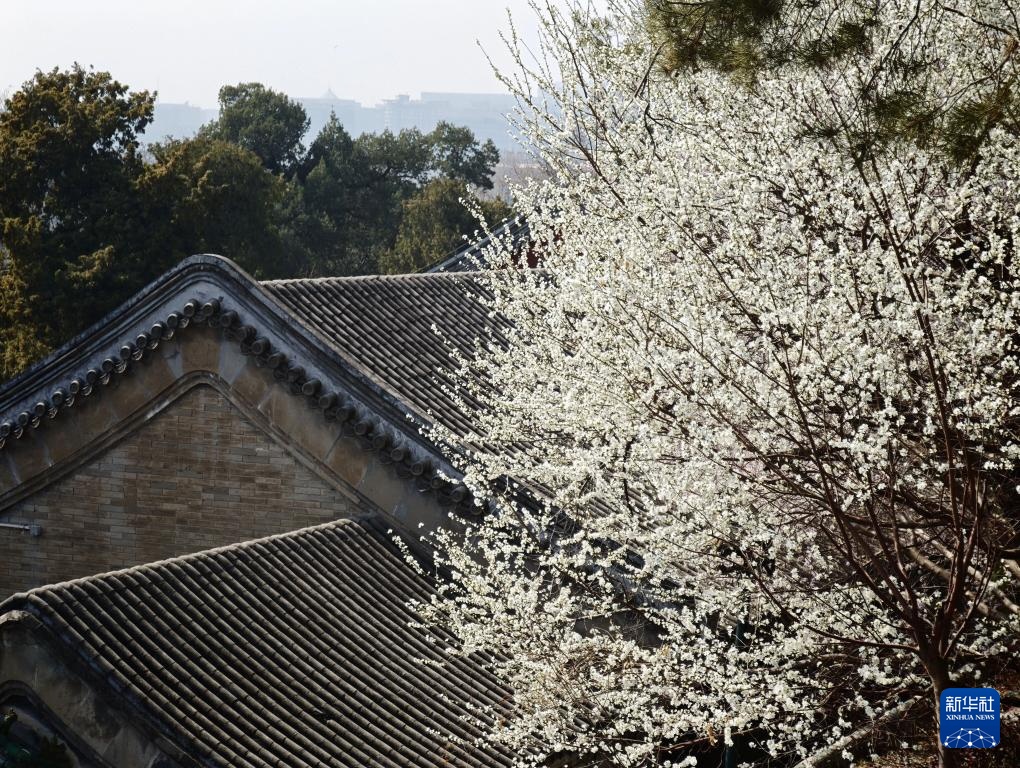 Sắc xuân tươi đẹp tại Công viên Bắc Hải