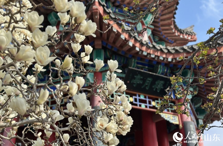 Sắc xuân rạng rỡ bên hồ Đại Minh ở Tế Nam